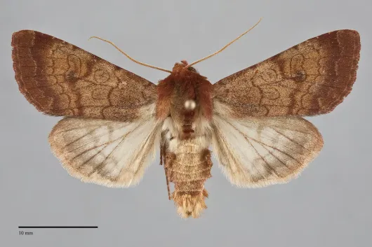 Sideridis rosea