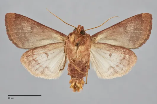 Sideridis rosea