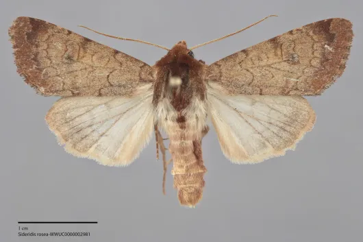 Sideridis rosea