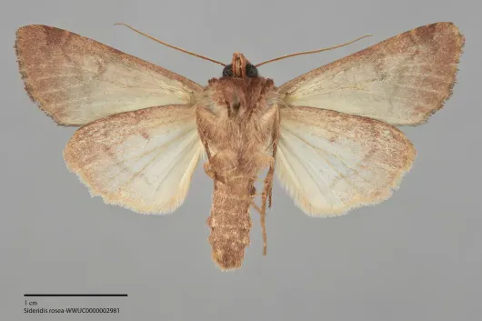 Sideridis rosea