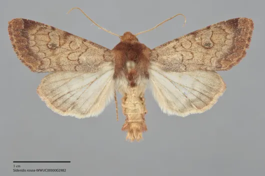 Sideridis rosea