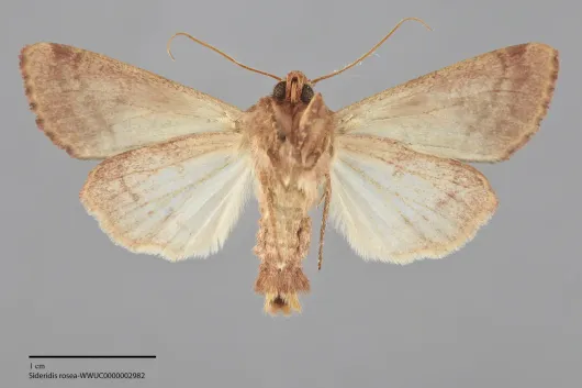 Sideridis rosea