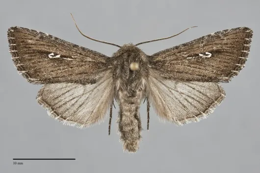 Sideridis uscripta