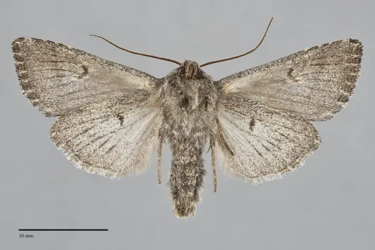 Sideridis uscripta
