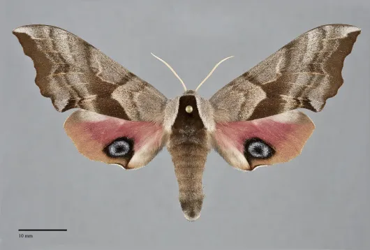 Smerinthus cerisyi