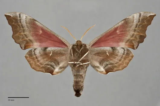 Smerinthus cerisyi