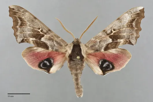 Smerinthus cerisyi