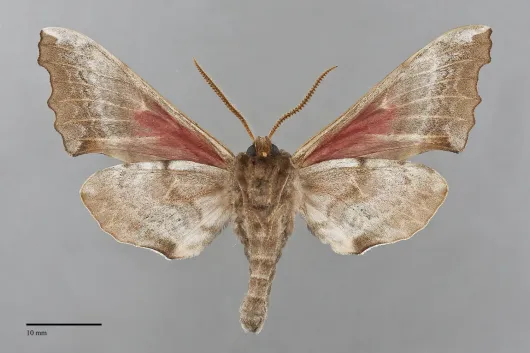 Smerinthus cerisyi