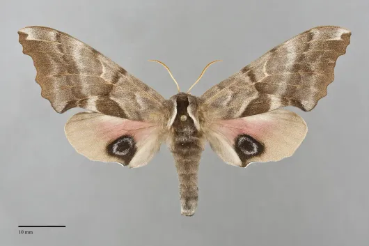 Smerinthus cerisyi