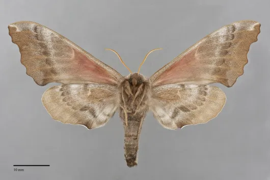 Smerinthus cerisyi
