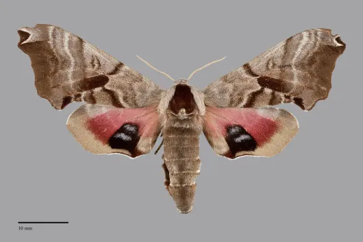 Smerinthus jamaicensis