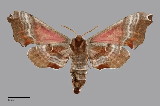 Smerinthus jamaicensis