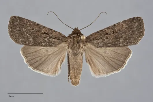 Spaelotis bicava