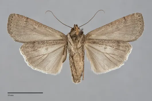 Spaelotis bicava