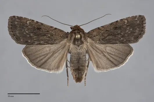 Spaelotis bicava