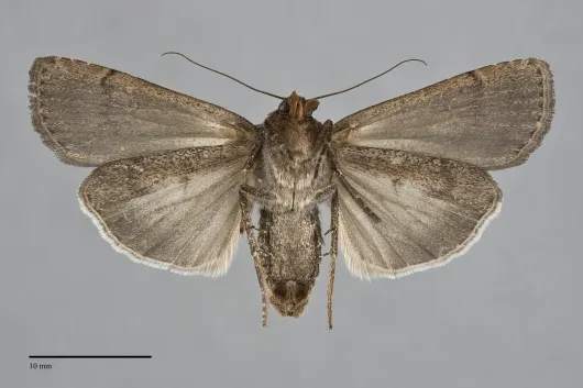Spaelotis bicava