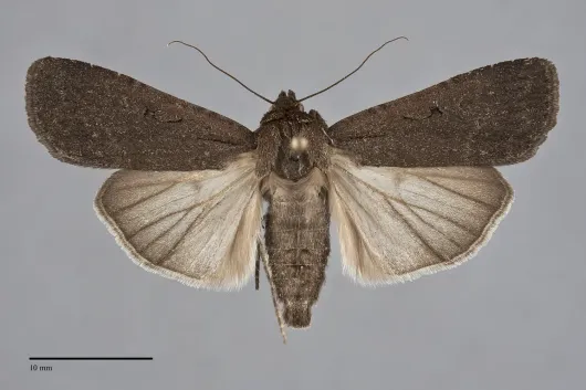 Spaelotis clandestina