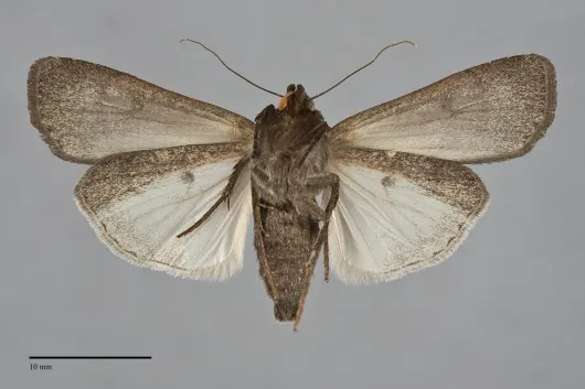 Spaelotis clandestina