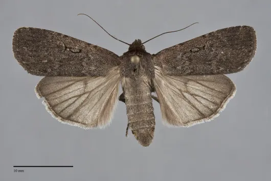 Spaelotis clandestina