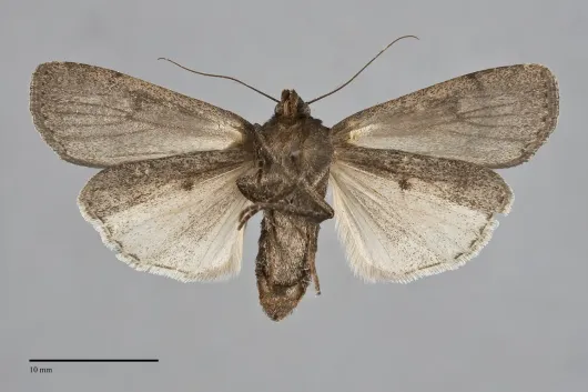 Spaelotis clandestina