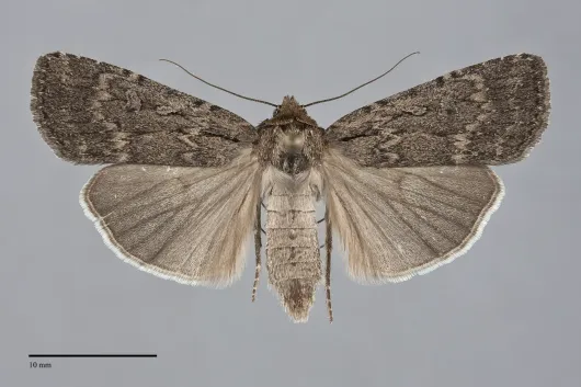 Spaelotis havilae