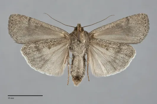 Spaelotis havilae