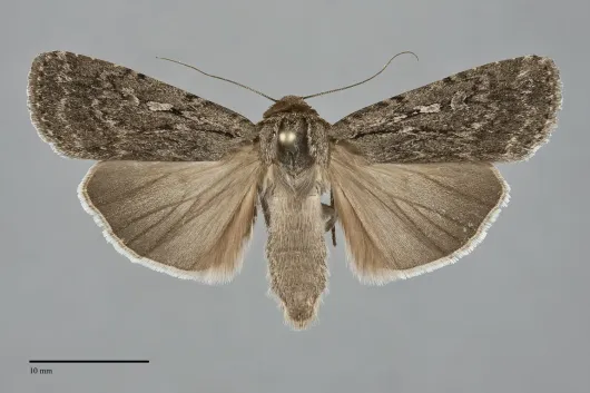 Spaelotis unicava