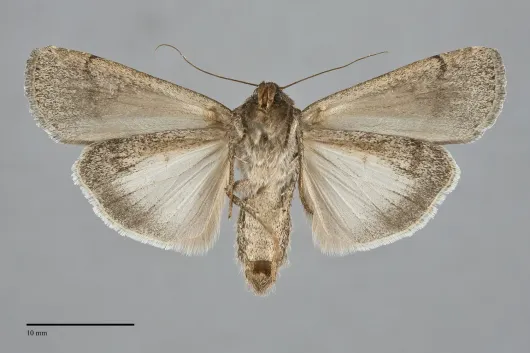 Spaelotis unicava