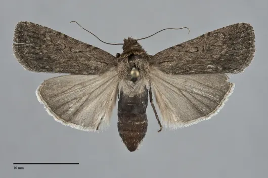 Spaelotis velicava