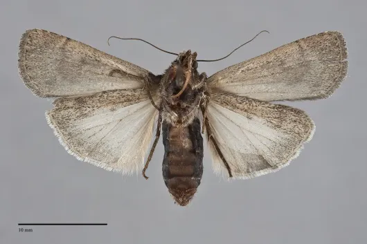 Spaelotis velicava
