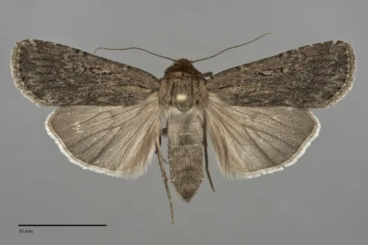 Spaelotis velicava