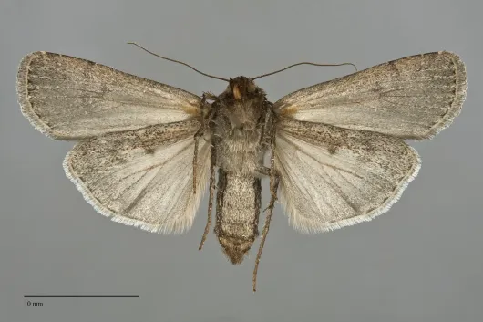 Spaelotis velicava