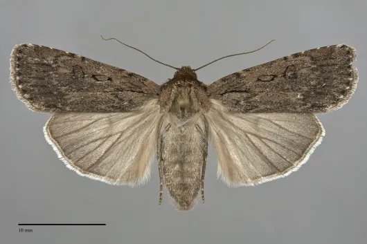 Spaelotis velicava