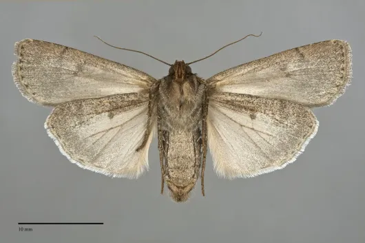 Spaelotis velicava