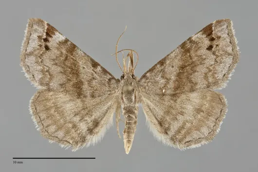 Spargaloma sexpunctata