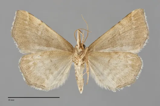 Spargaloma sexpunctata