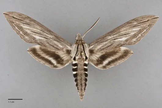 Sphinx chersis