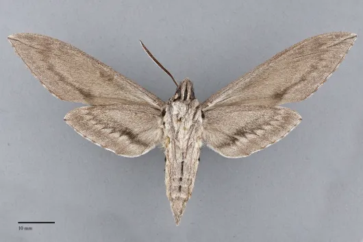 Sphinx chersis