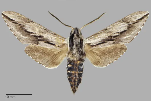 Sphinx dollii