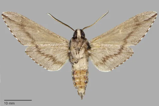 Sphinx dollii