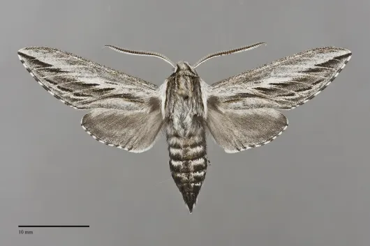Sphinx dollii