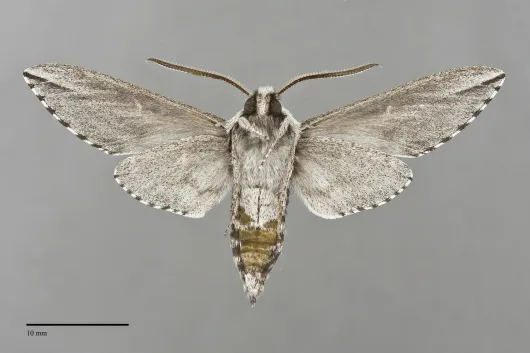 Sphinx dollii