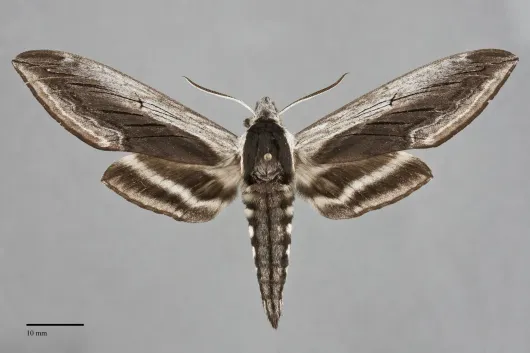 Sphinx drupiferarum