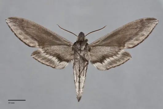 Sphinx drupiferarum