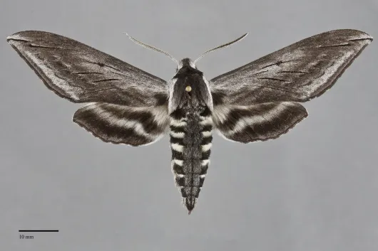 Sphinx perelegans