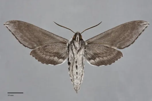 Sphinx perelegans