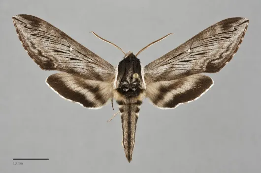Sphinx poecila