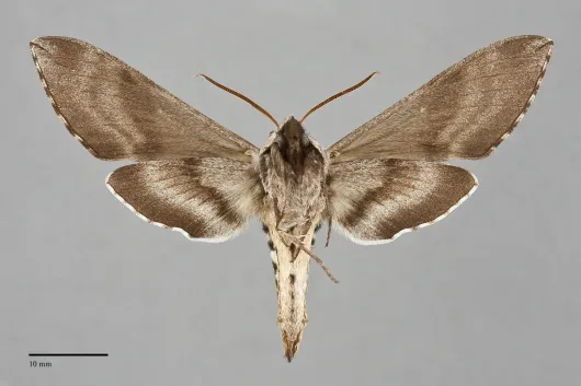 Sphinx poecila