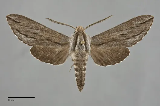 Sphinx sequoiae