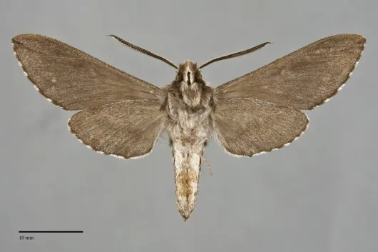 Sphinx sequoiae